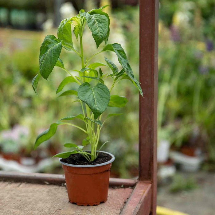 Chilli 'Armageddon'