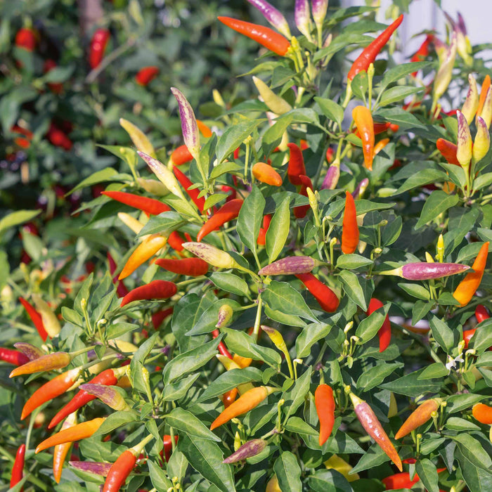 Chilli 'Basket of Fire'