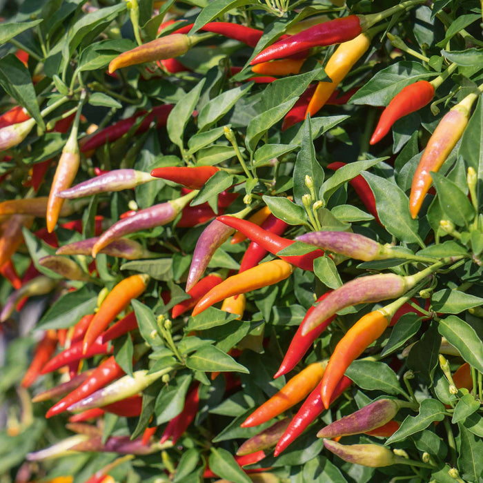 Chilli 'Basket of Fire'