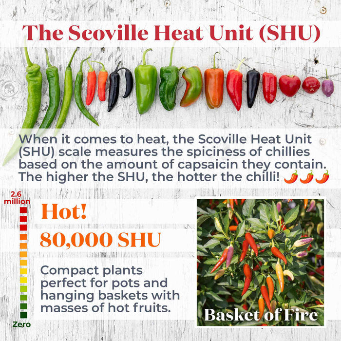 Chilli 'Basket of Fire'
