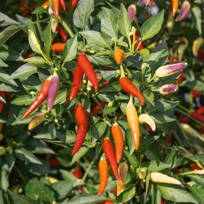 Chilli 'Basket of Fire'