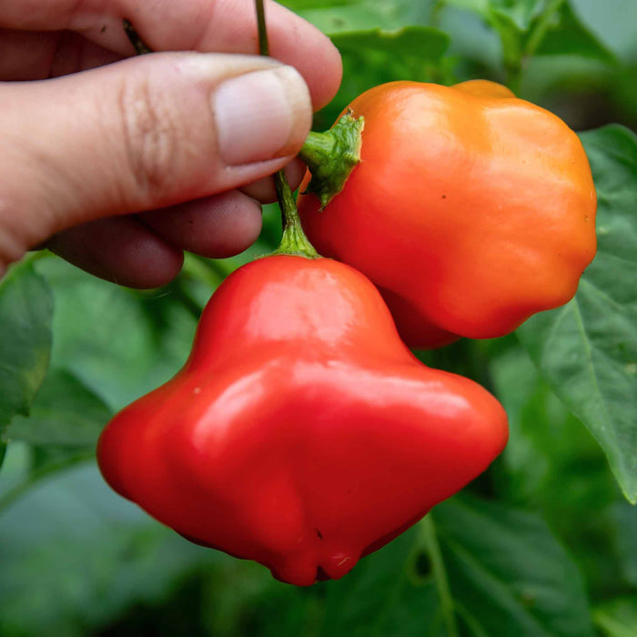Chilli 'Bishops Crown'