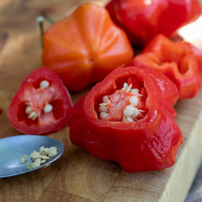 Chilli 'Bishops Crown'