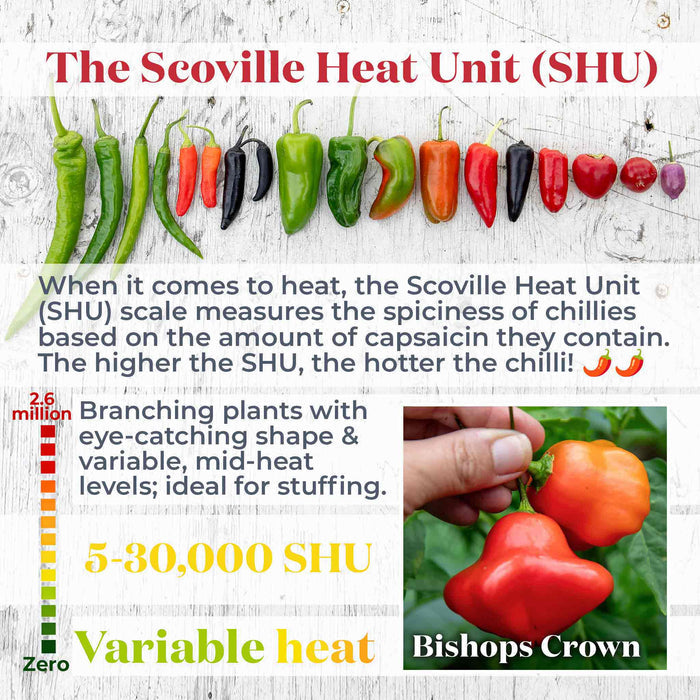 Chilli 'Bishops Crown'