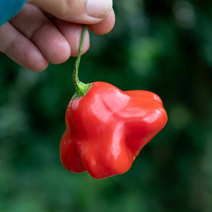 Chilli 'Bishops Crown'
