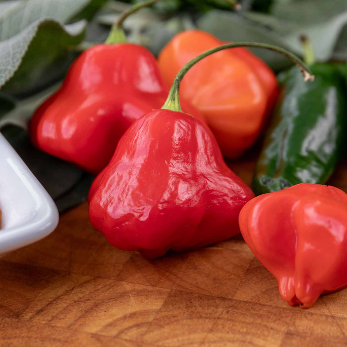 Chilli 'Bishops Crown'