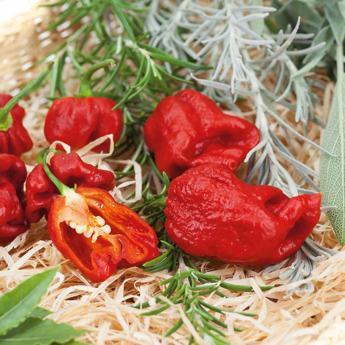 Bright red 'Carolina Reaper' chilli peppers with a pointed tail, displayed on a bed of straw among green leaves.