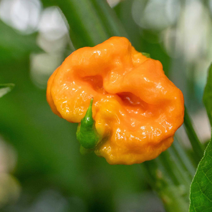 Chilli 'Carolina Reaper'