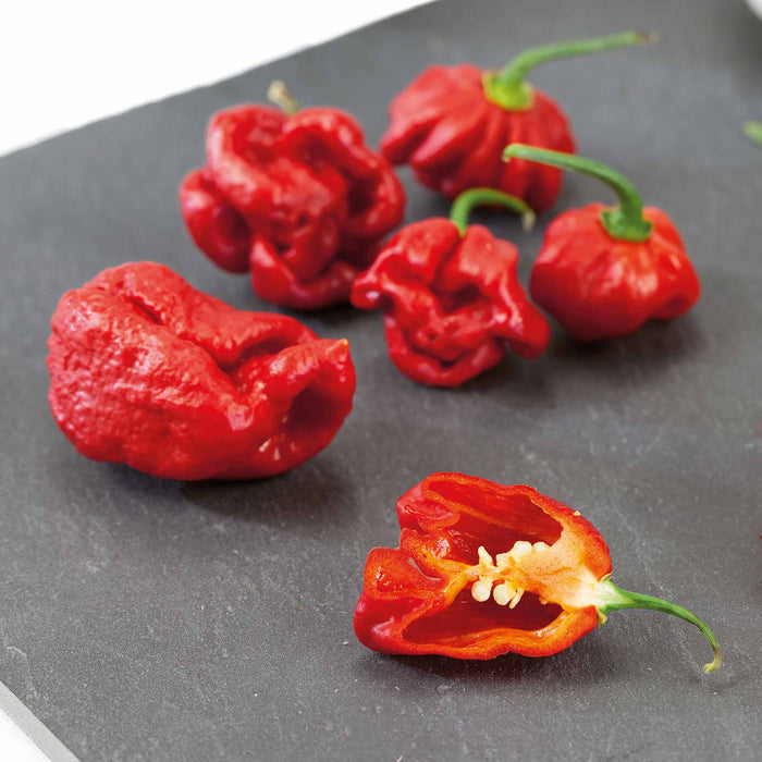 Chilli 'Carolina Reaper'