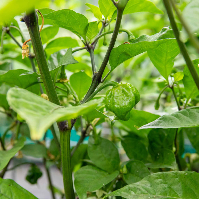Chilli 'Carolina Reaper'