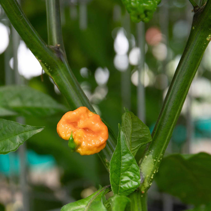 Chilli 'Carolina Reaper'