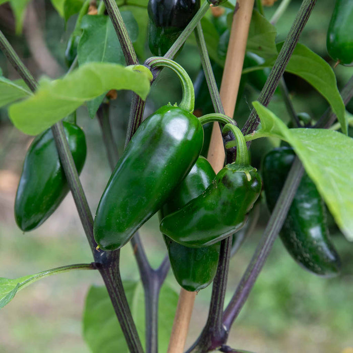 Chilli 'Giant Jalapeno'