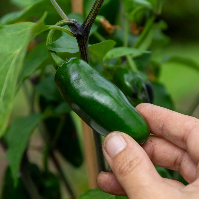 Chilli 'Giant Jalapeno'