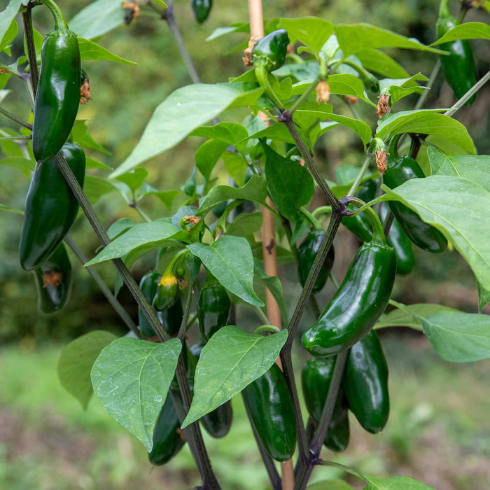 Chilli 'Giant Jalapeno'