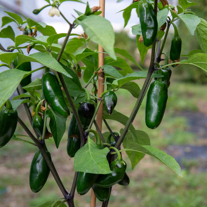 Chilli 'Giant Jalapeno'