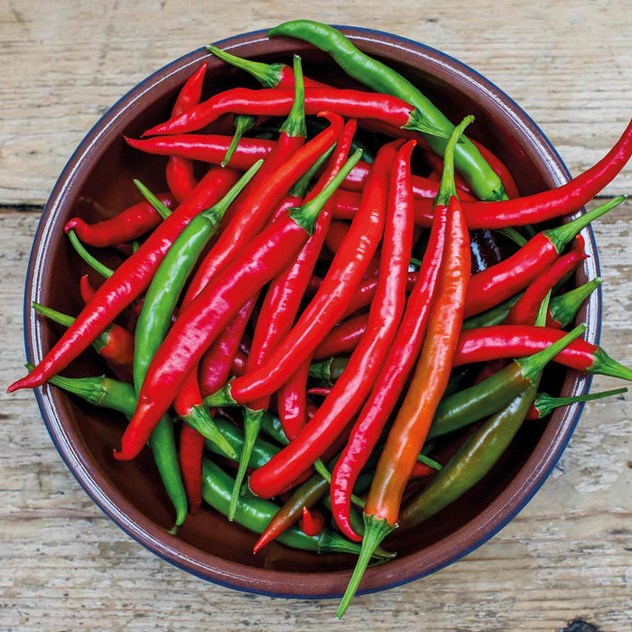Chilli 'Grisu'
