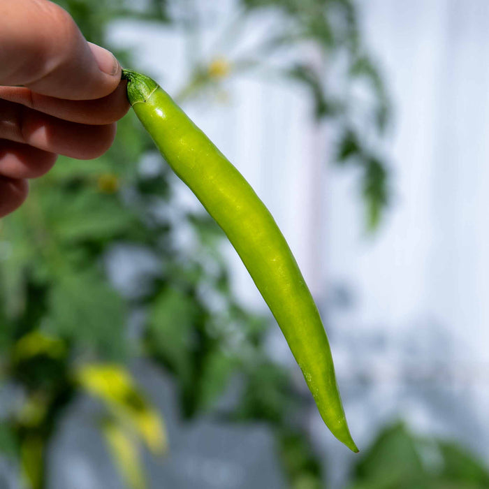 Chilli 'Grisu'