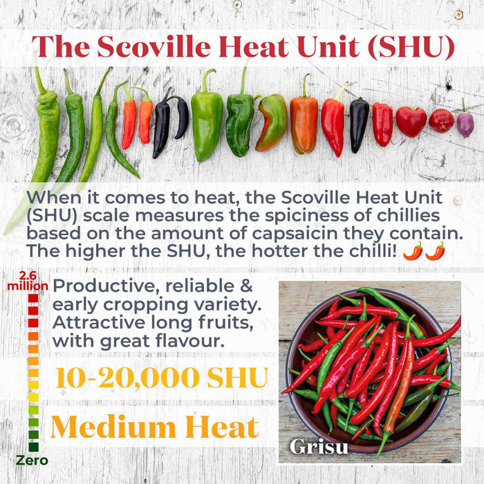 Chilli 'Grisu'