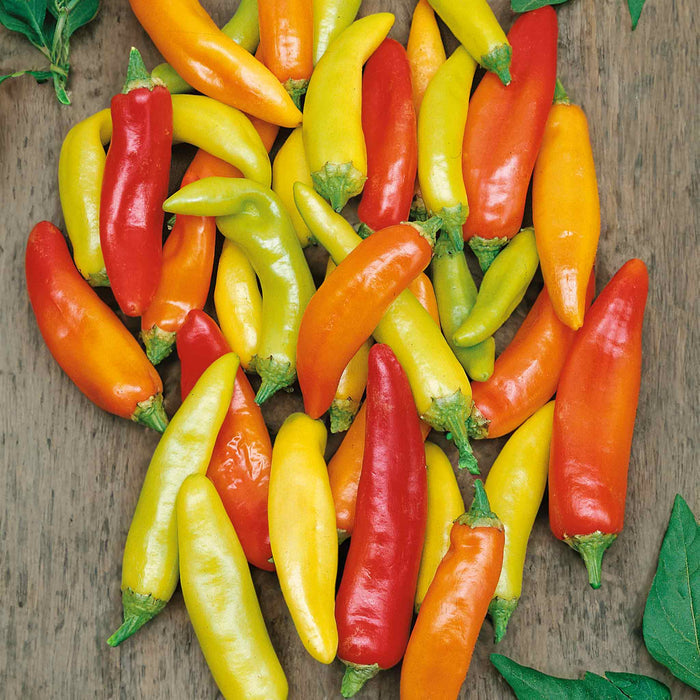 Chilli 'Hungarian Hot Wax'