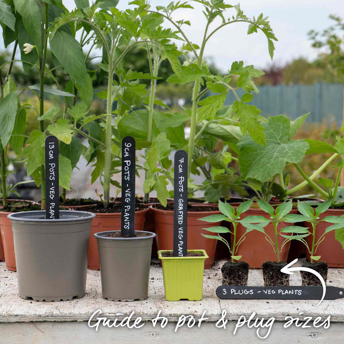 Chilli 'Hungarian Hot Wax'