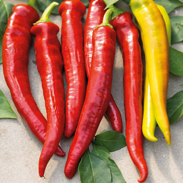 A group of long, slender red chili peppers with a pointy tip, accompanied by a few yellow ones, against a backdrop of green leaves.