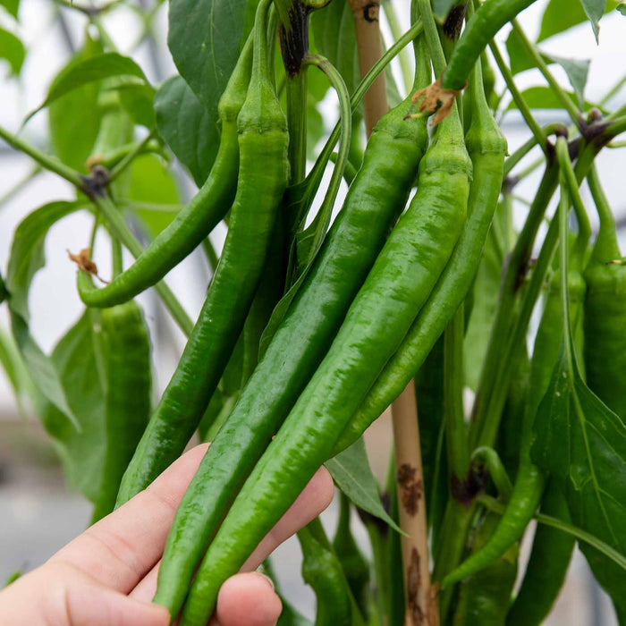 Chilli 'Long Horn'