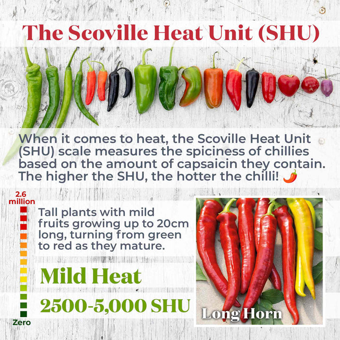 Chilli 'Long Horn'