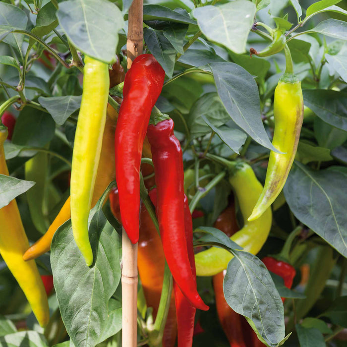Chilli 'Long Horn'