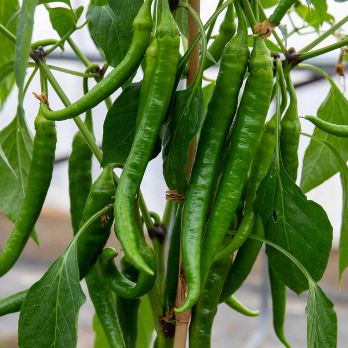 Chilli 'Long Horn'