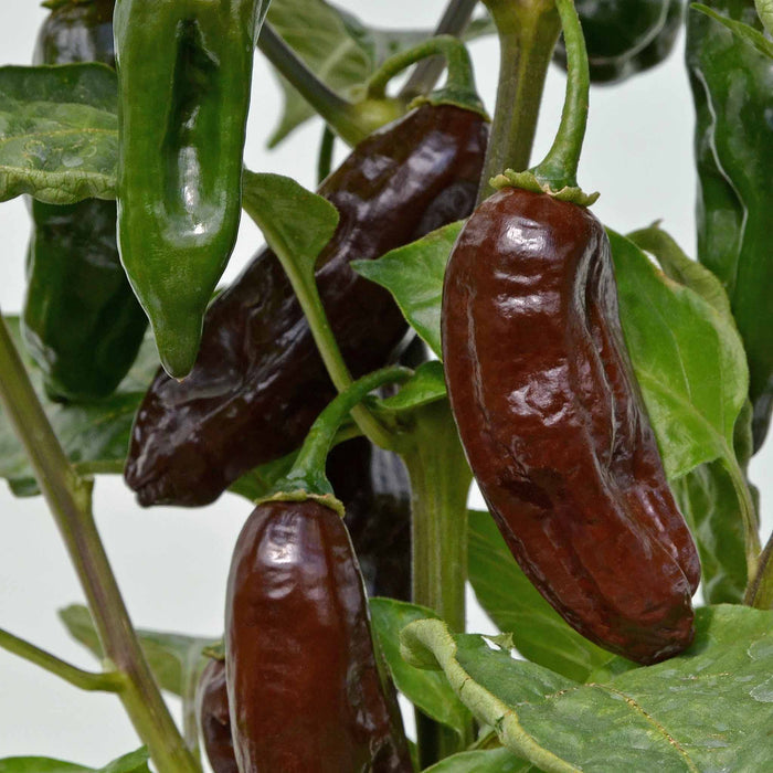 Chilli 'Machu Pichu'