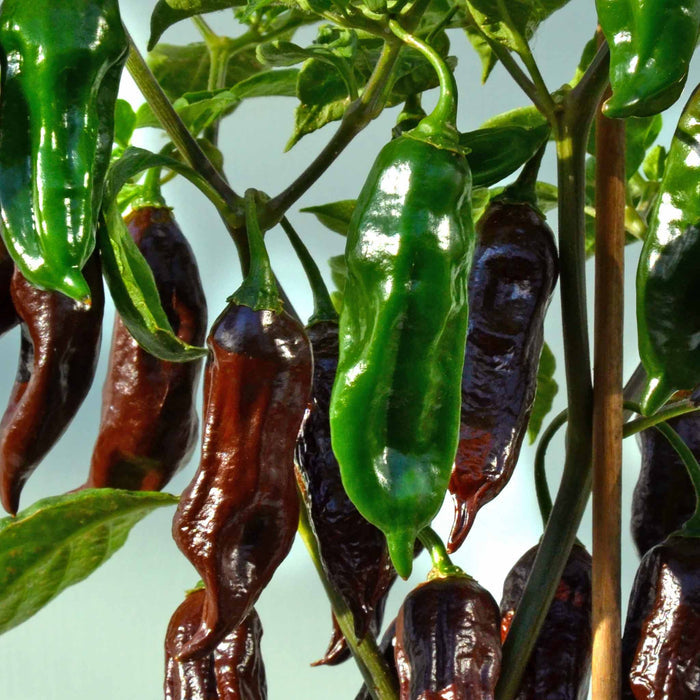 Chilli 'Machu Pichu'