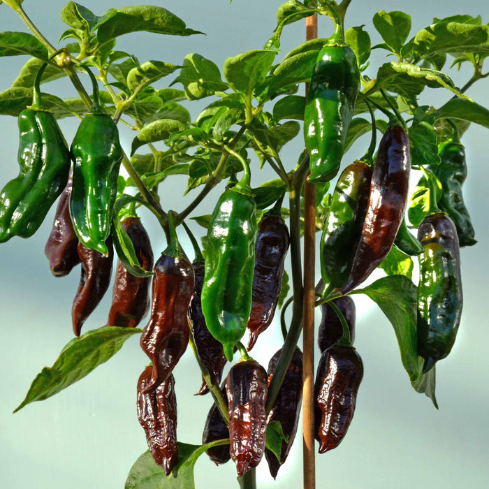 Chilli 'Machu Pichu'
