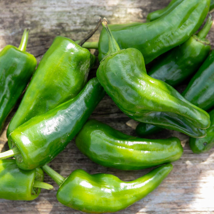 Chilli 'Padron'