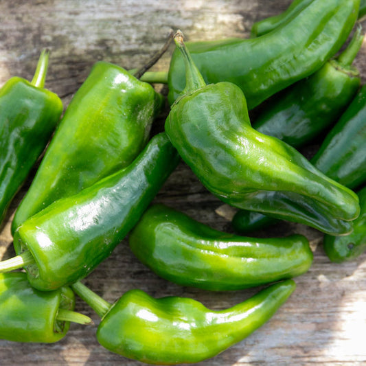 Chilli 'Padron'