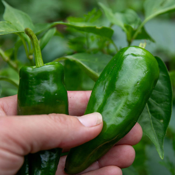 Chilli 'Padron'