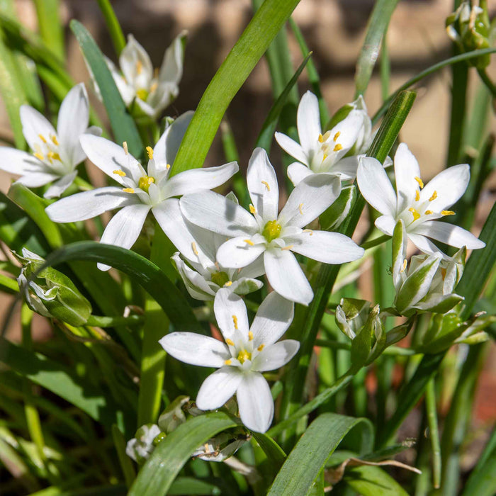 Chive ‘Garlic’ (Allium tubero