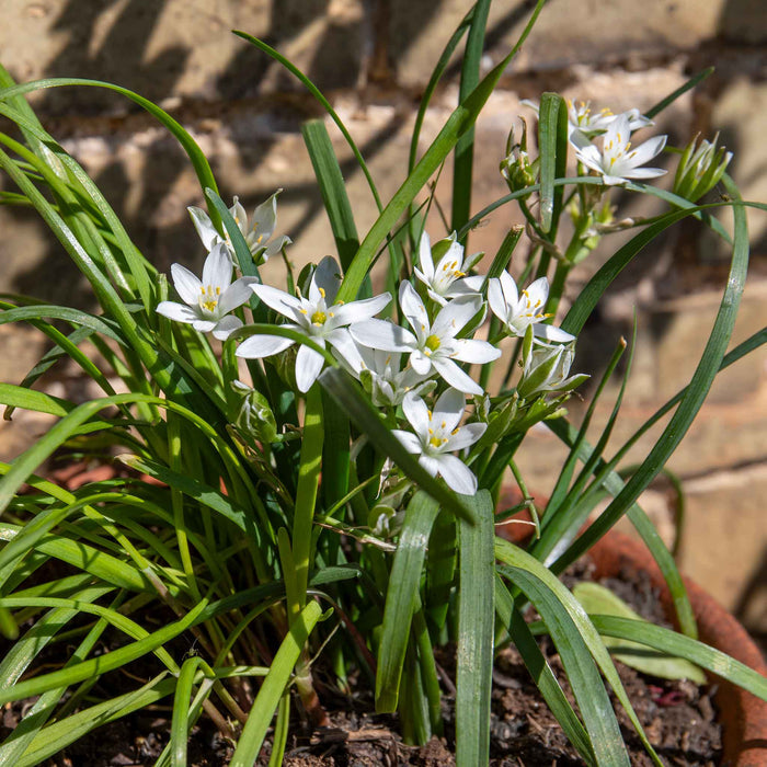 Chive ‘Garlic’ (Allium tubero