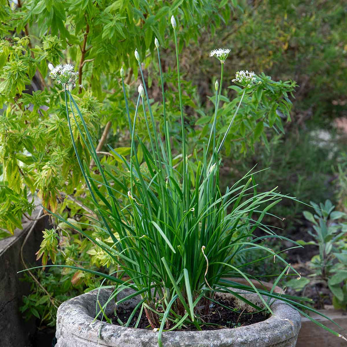 Chive ‘Garlic’ (Allium tubero
