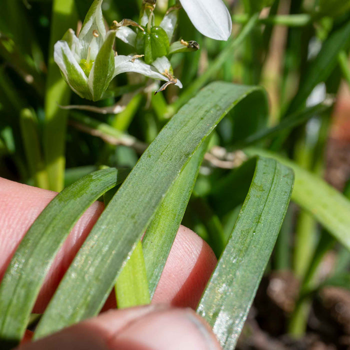 Chive ‘Garlic’ (Allium tubero