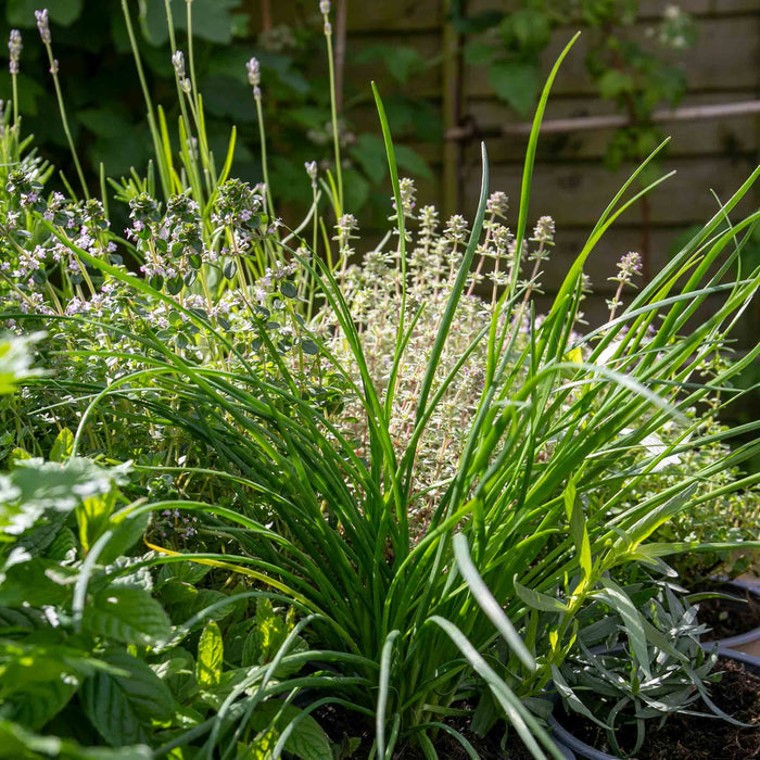 Chive ‘Garlic’ (Allium tubero
