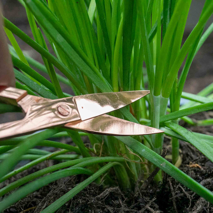 Chive ‘Garlic’ (Allium tubero