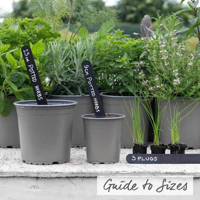 Chive Plant