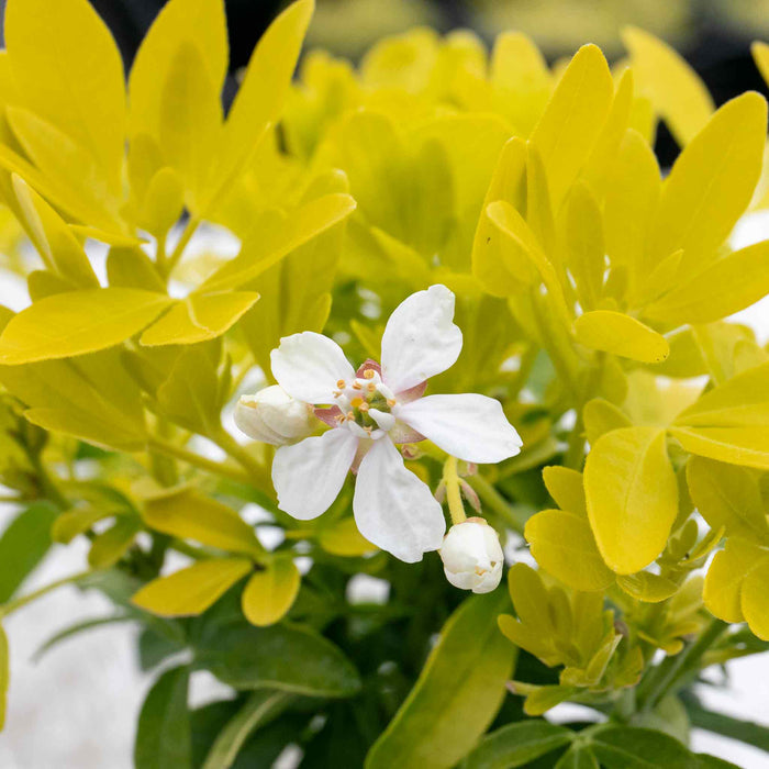 Choisya 'Sundance'