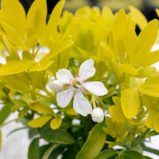 Choisya 'Sundance'