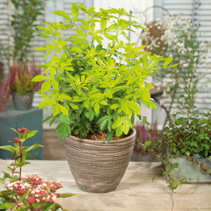 Choisya 'Sundance' - 7.5L Plant