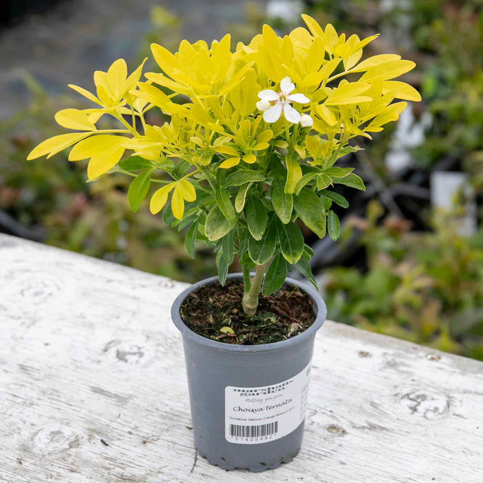 Choisya Plant 'Sundance' in 9cm Pot
