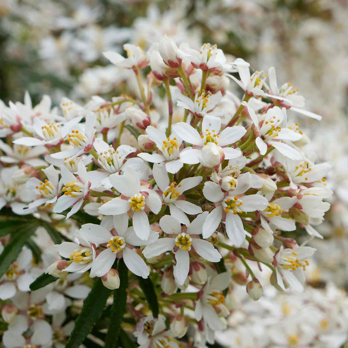 Choisya 'White Dazzler'