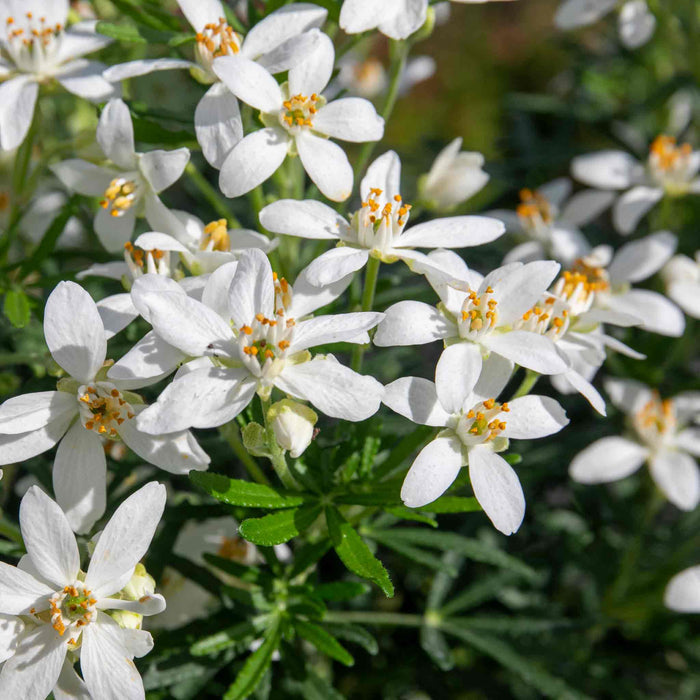 Choisya 'White Dazzler'