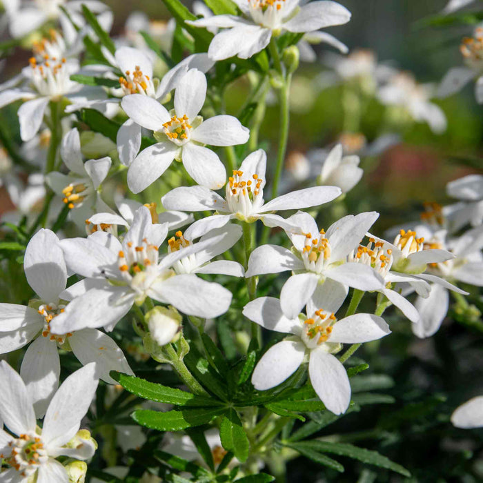 Choisya 'White Dazzler'