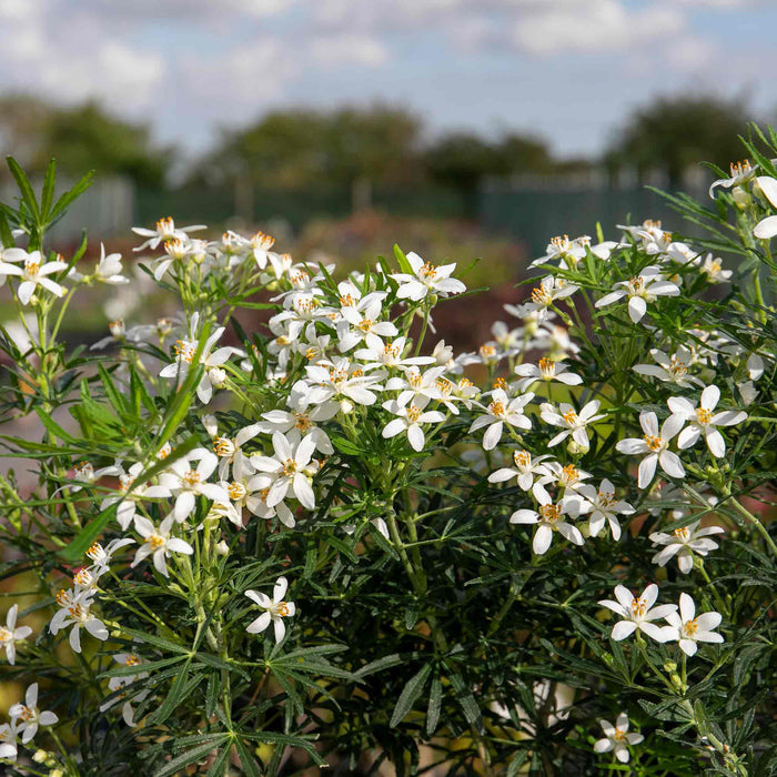 Choisya 'White Dazzler'